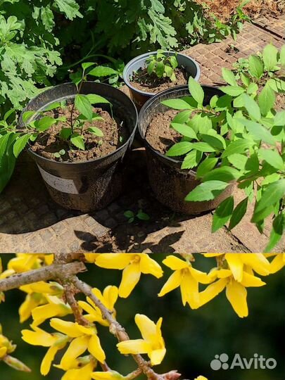 Форзиция саженцы