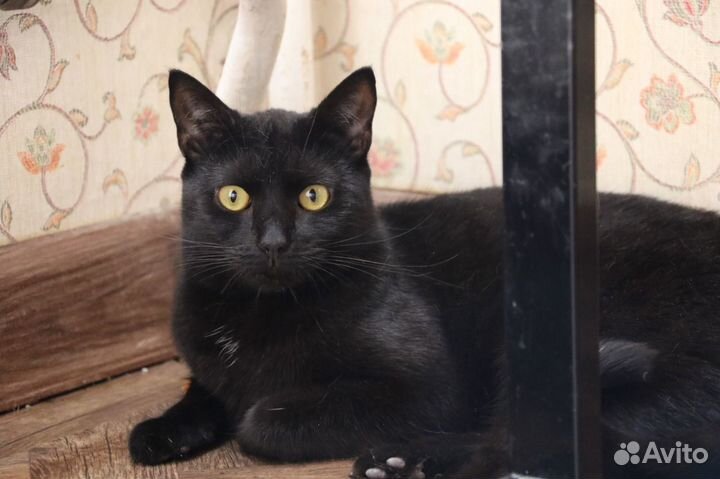 Кошка в добрые руки