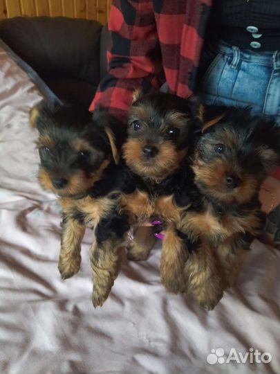 Йоркширский терьер