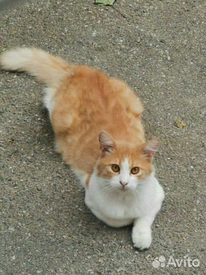 Молодой котик