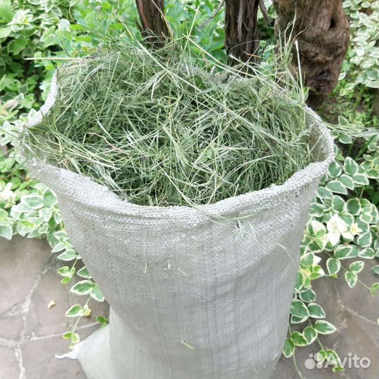 Сено для грызунов