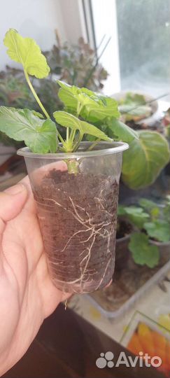 Герань красная