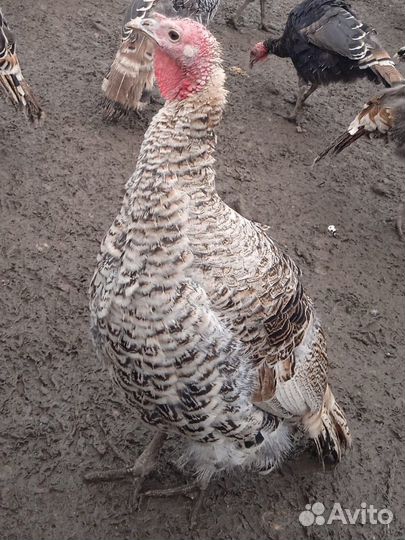 Индюки домашние