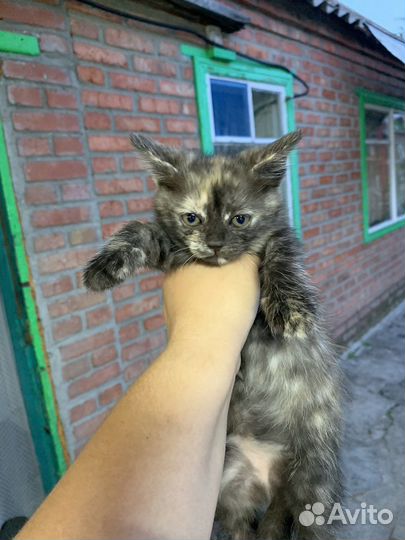 Кошка в дар бесплатно