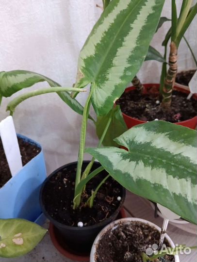 Филодендрон