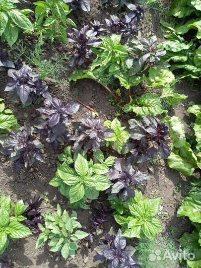 Салат,базелик (Сосновоборск, Красноярск)