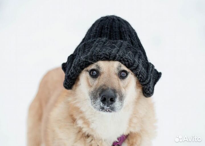 Собака в добрые руки