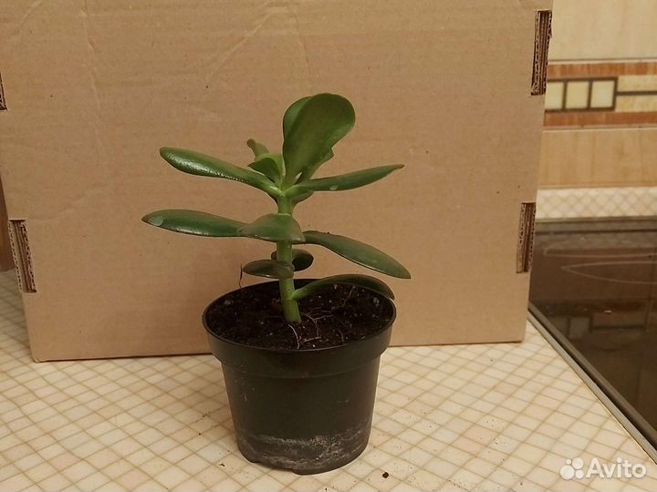 Толстянка, денежное дерево