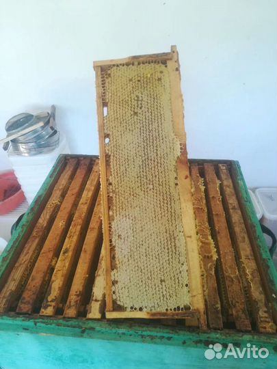 Мед в сотах/Сотовый мёд 2023 года