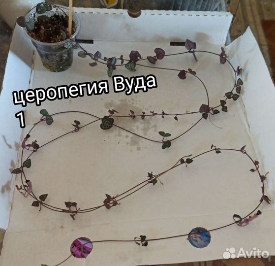 Церопегия Вуда