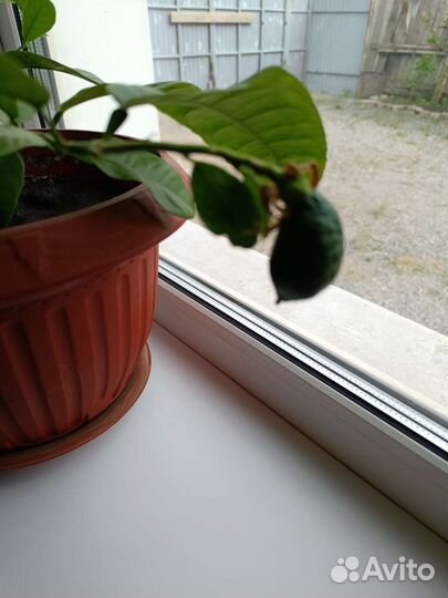 Лимонное дерево