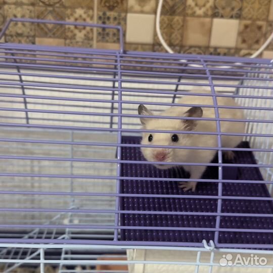 Сирийский хомяк бесплатно