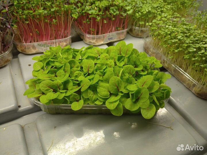 Микрозелень