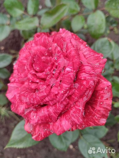 Магония падуболистная желтая