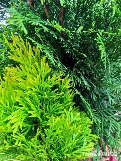 Туя западная Брабант, Смарагд, голд Брабант, голд