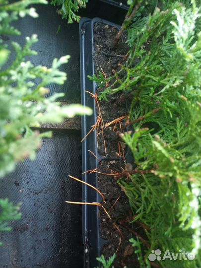 Туя Коломна саженцы опт