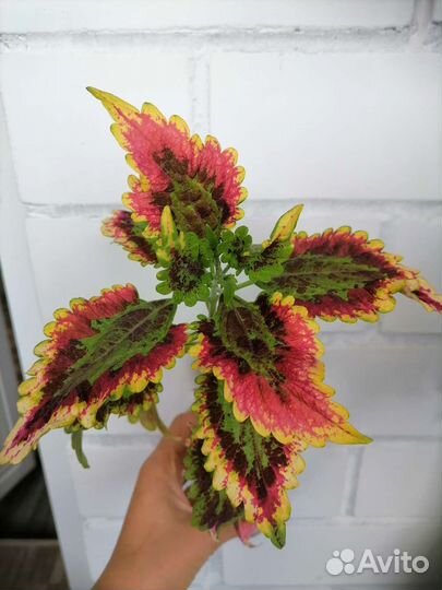 Продам цветы комнатные
