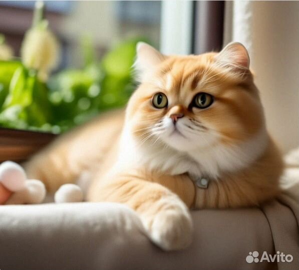 Передержка кошек на время отпуска