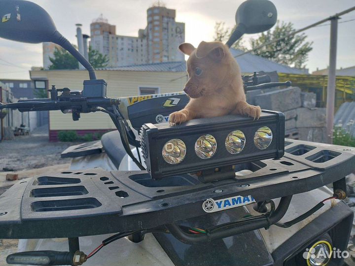 Чихуахуа той терьеры карликовые пинчеры Доставка