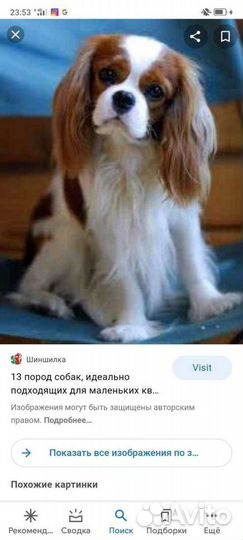 Возьму собак на передержку