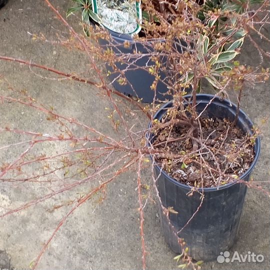 Дерен. Бирючина вариегатная. Спирея грефшейн