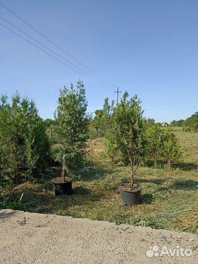 Туя брабант