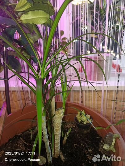 Ростки Юкки неукорененные