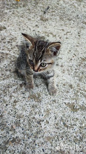 Домашние животные кошки