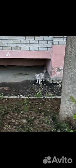 Кошечка с котятами