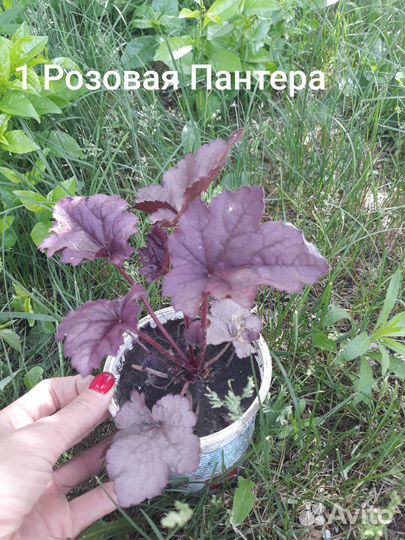 Многолетние цветы Гейхеры