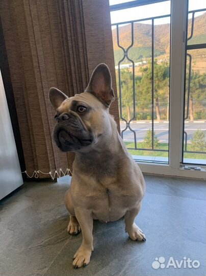 Вязка кобель французский бульдог