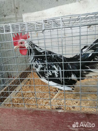 Петух Легорн долматинец