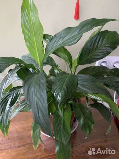 Продам цветы комнатные