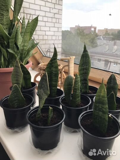 Сансевиерия щучий хвост