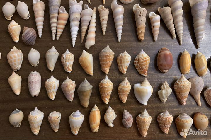 Морские ракушки раковины много разные