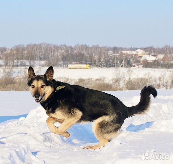 Собака в добрые руки