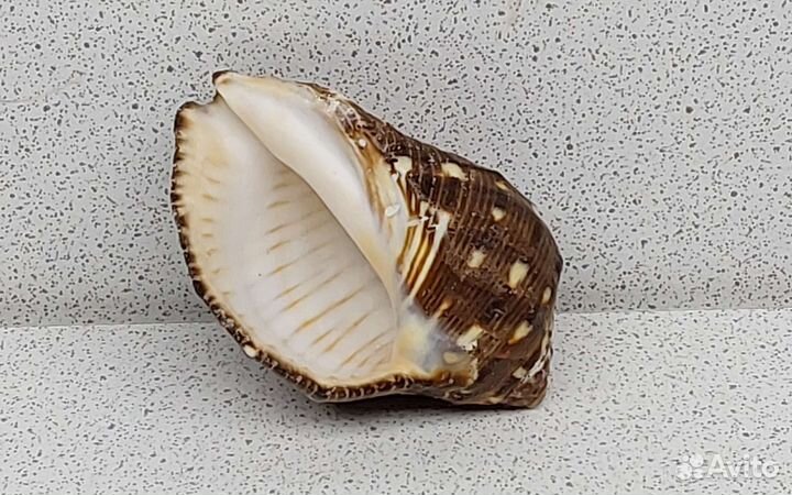Пурпура Персидская 5,2 морская ракушка раковина