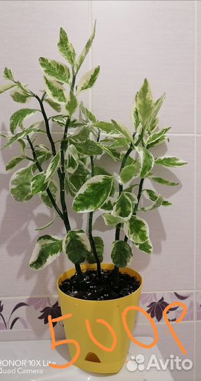 Педилантус