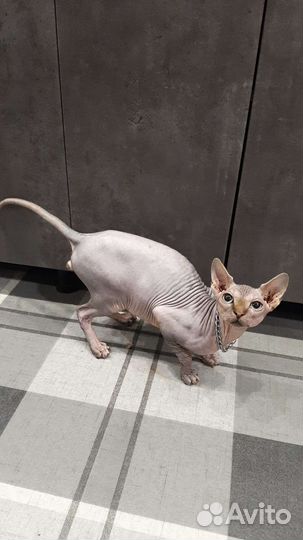 Канадский сфинкс