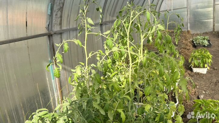 Рассада помидор
