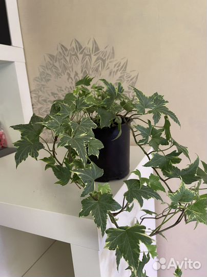 Плющ хедера, активно растущее растение