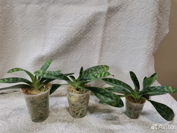 Продам орхидею