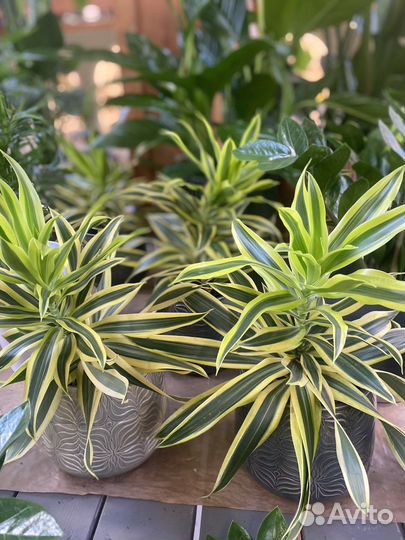 Драцена песня индии. Хлорофитум. Растения для кафе