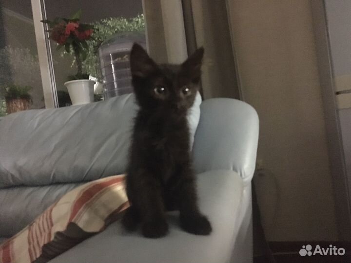 Отдам котенка в добрые руки