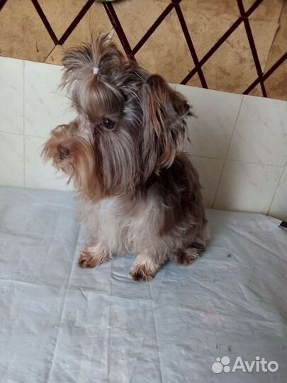 Йоркширский терьер