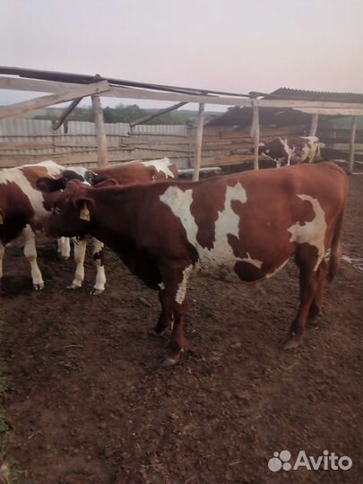 Бычки на откорм