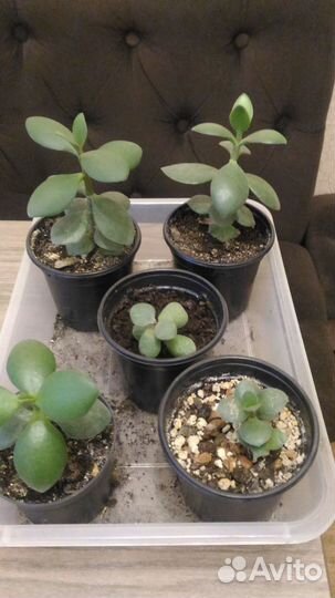 Денежное дерево