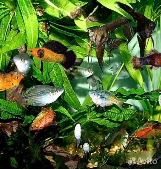 Аквариумные рыбки и растения