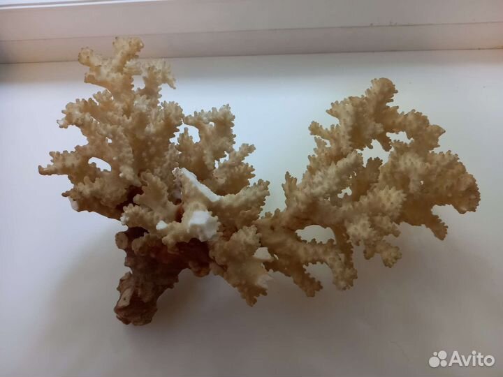 Аквариумы, кораллы