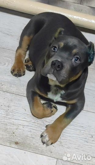 Американский булли(обмен) или продажа